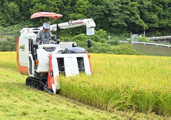 新米ハナエチゼン収穫 高島