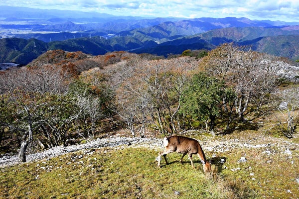 温暖化で分布域拡大するシカ、植物食い荒らし土石流被害もたらす…マダニ媒介感染症広げる懸念も